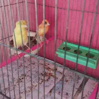 قناری نر و‌ ماده