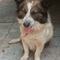 سگ پاکوتاه