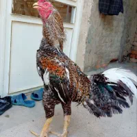 نبود جا