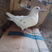 نر پرشی