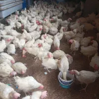 مرغ سفید|حیوانات مزرعه|بشاریات, |دیوار