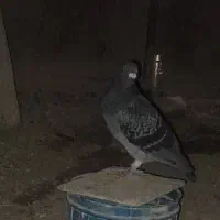 جان اردن.جانسون.وکتل