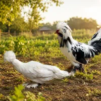 مرغ و خروس لهستانی یاهمون سلطان