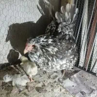 کرچ باجوجه