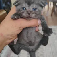 بچه گربه اسکاتیش