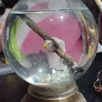 گوی و ...