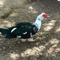 اردک اسراییلی