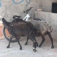 گوسفندجوان 40کیلویی جهت قربانی