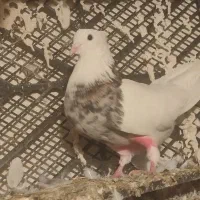 سلام تعداد 40عدد کبوتر طوقی