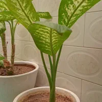گل دیفن|گل و گیاه طبیعی|ملایر, |دیوار