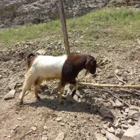بز نر پاکستانی
