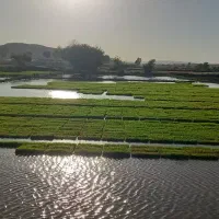 نشاء برنج