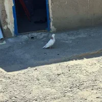 چند عدد دام گوشی