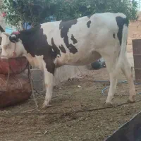 گاو وگوساله سالم