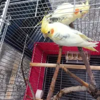 جفت مولد دوکت