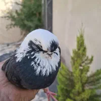 نوک قنار نر