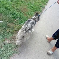 سگ هاسکی ماده