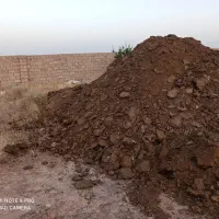 گود گاوی