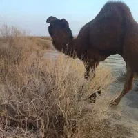 شتر|حیوانات مزرعه|نهبندان, |دیوار