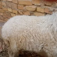 بره