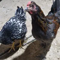 فروش و معاوضه خروس با برنی پنج ماهه یا شش ماهه
