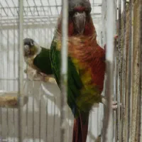 گرینچیک رد نر دستی