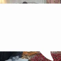 پرده توری گل برجسته با کنار پرده مخمل