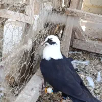 ۶تا موقلف همه نر ساز شده