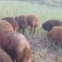 بره نرسبک