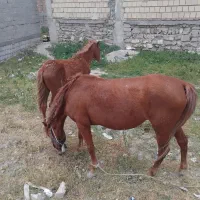 اسب با کوره اسب