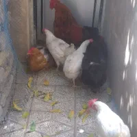 مرغ و خروس  رسمی و سفید به همراه دونخوری