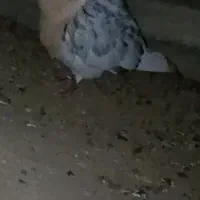 گم شده