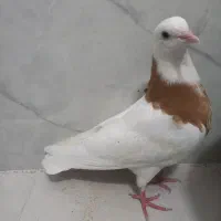 کبوتر فروشی