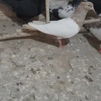 ماده کله دم زدکاکلضمانت تخم وجوجه