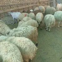 فروش بره عید