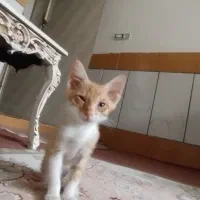واگذاری رایگان بچه گربه نر