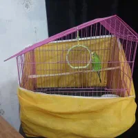 مرغ عشق نر با قفس