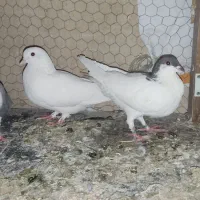 کفتر رنگی
