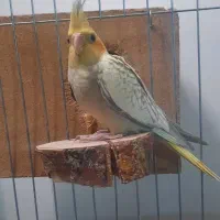 عروس هلندی جوان