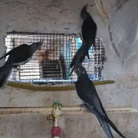 عروس هلندی