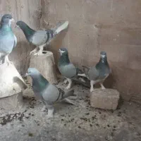 کبوتر|پرنده|اصفهان, ملک|دیوار