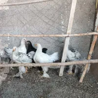 مرغ و خروس برهما لایت و بلک خالص