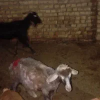بره ماده