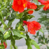 باغچه ۴۰۰ متری حصار مهتر سنددار با درختان میوه
