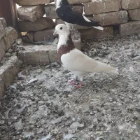۲عدد پرنده پرشی