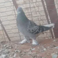 ماده
