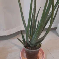 الووراهای جوان