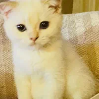 پسر۴ماهه اسکاتیش