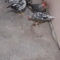 جوجه محلی