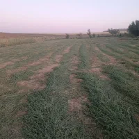 یونجه بدون گیاه